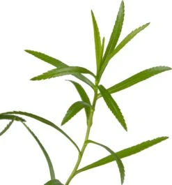 Sneeuwbal Plantje (Achillea Ptarmica) D 9 H 10 Cm -Tuin Planten Winkel 8713469810753 2