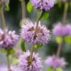 Dwergwatermunt (Mentha Pulegium) D 9 H 20 Cm -Tuin Planten Winkel 8713469814140