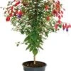 Bellenplant Op Stam (Fuchsia) D 17 H 65 Cm