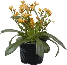 Bitterkruid (Lewisia Cotyledon 'Mountain Dreams') D 10,5 H 15 Cm 3 Bitterkruid (Lewisia Cotyledon 'Mountain Dreams') D 10,5 H 15 Cm