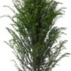 Taxus (Taxus Baccata) D 21 H 50 Cm 1 Taxus (Taxus Baccata) D 21 H 50 Cm -Tuin Planten Winkel 8716123127976 1