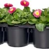 Madeliefje (Bellis Perennis 'Bella Daisy Rose') Sixpack D 9 H 12 Cm