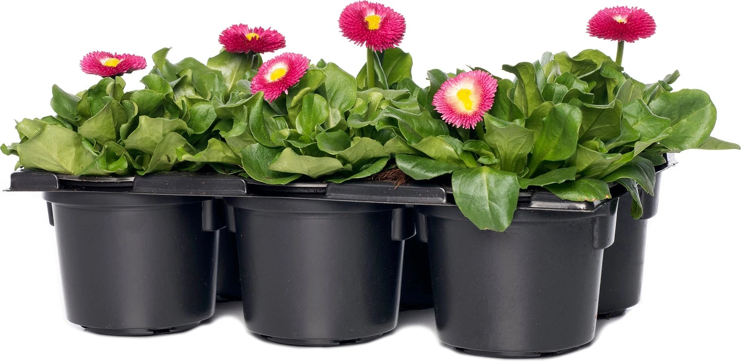 Madeliefje (Bellis Perennis 'Bella Daisy Rose') Sixpack D 9 H 12 Cm 3 Madeliefje (Bellis Perennis 'Bella Daisy Rose') Sixpack D 9 H 12 Cm