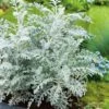 Kruiskruid (Senecio Maritima) Sixpack D 9 H 10 Cm -Tuin Planten Winkel 8717191021357 1