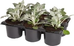 Kruiskruid (Senecio Maritima) Sixpack D 9 H 10 Cm 6 Kruiskruid (Senecio Maritima) Sixpack D 9 H 10 Cm -Tuin Planten Winkel 8717191021357 1 1