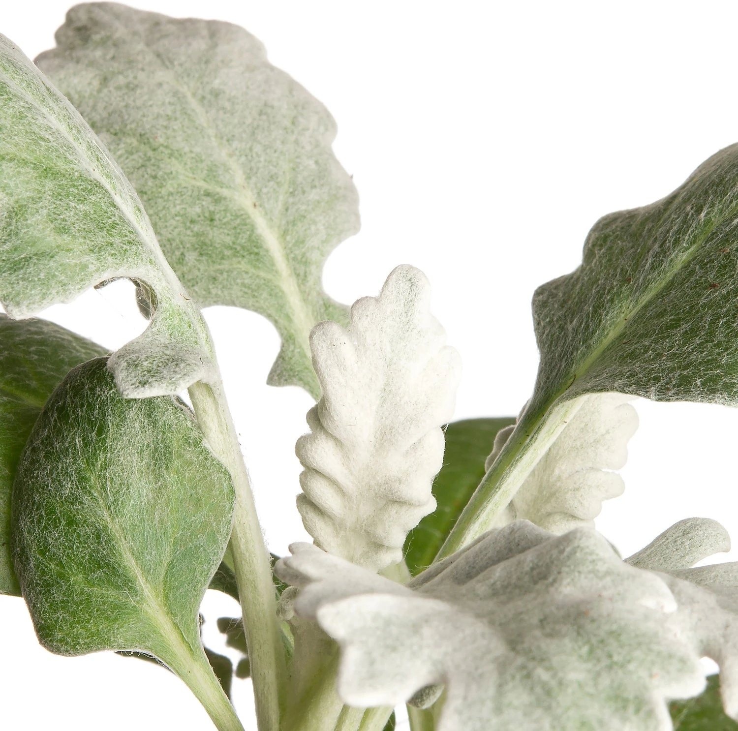 Kruiskruid (Senecio Maritima) Sixpack D 9 H 10 Cm 5 Kruiskruid (Senecio Maritima) Sixpack D 9 H 10 Cm - Afbeelding 3