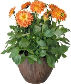 Dahlia Mix (Dahlia) D 23 H 45 Cm 5 Dahlia Mix (Dahlia) D 23 H 45 Cm -Tuin Planten Winkel 8717191022040 2