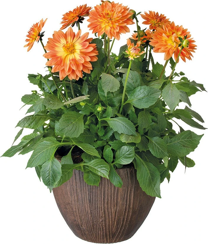 Dahlia Mix (Dahlia) D 23 H 45 Cm 4 Dahlia Mix (Dahlia) D 23 H 45 Cm - Afbeelding 2