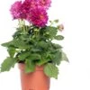 Dahlia Mix (Dahlia) D 23 H 45 Cm -Tuin Planten Winkel 8717191022040 2 1