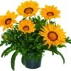 Middaggoud (Gazania 'Gazoo Formula') D 23 H 35 Cm -Tuin Planten Winkel 8717191023757 1