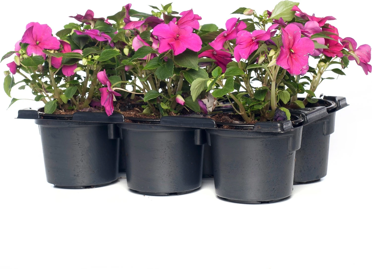 Vlijtig Liesje (Impatiens Walleriana) D 9 H 10 Cm 3 Vlijtig Liesje (Impatiens Walleriana) D 9 H 10 Cm