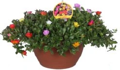 Portulak (Portulaca) D 27 H 25 Cm -Tuin Planten Winkel 8717191032124 2