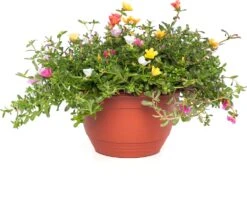 Portulak (Portulaca) D 27 H 25 Cm