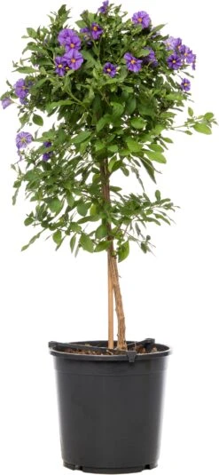 Nachtschade Op Stam (Solanum Rantonetti 'Blue Fountain') D 19 H 75 Cm