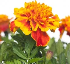 Afrikaantje (Tagetes Patula 'Bonanza Flame & Bee') D 9 H 15 Cm 5 Afrikaantje (Tagetes Patula 'Bonanza Flame & Bee') D 9 H 15 Cm -Tuin Planten Winkel 8717191033220 1