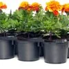 Afrikaantje (Tagetes Patula 'Bonanza Flame & Bee') D 9 H 15 Cm