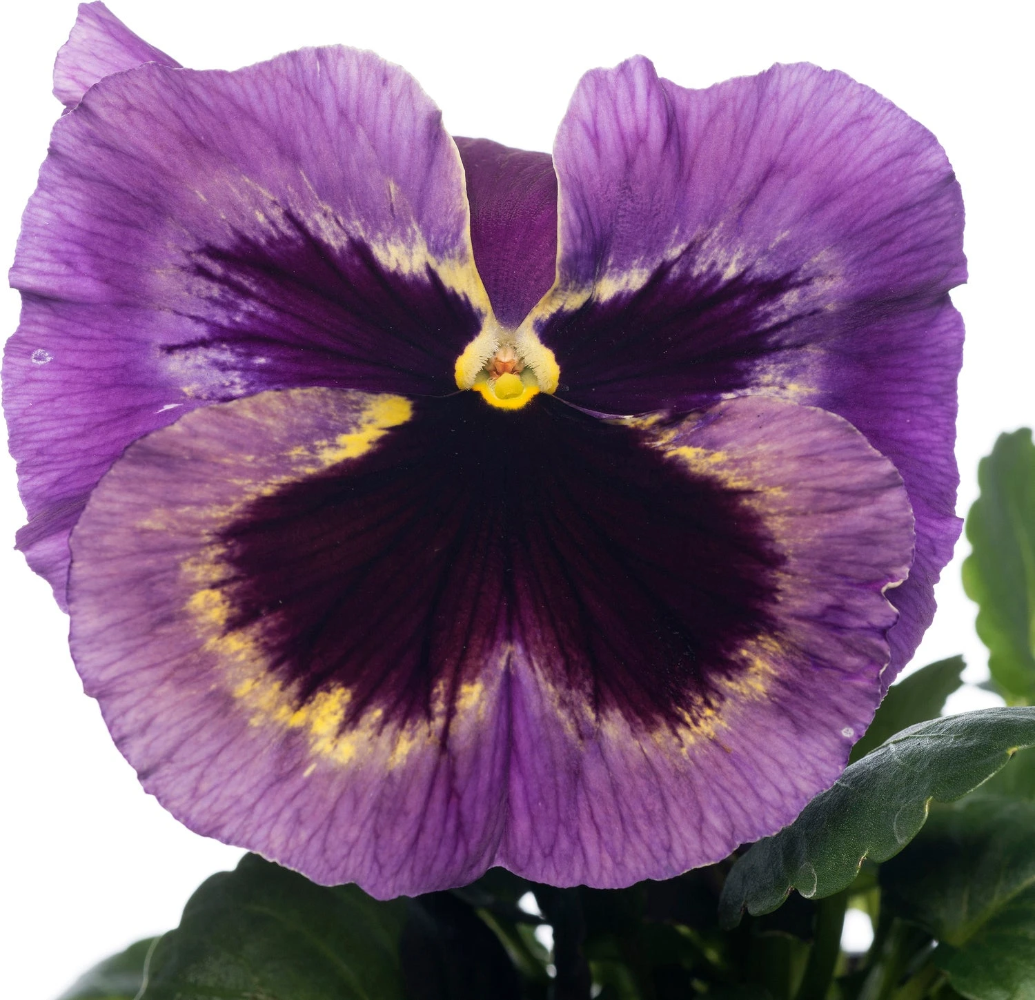 Viooltjes (Viola Cornuta) D 9 Cm 4 Viooltjes (Viola Cornuta) D 9 Cm - Afbeelding 2