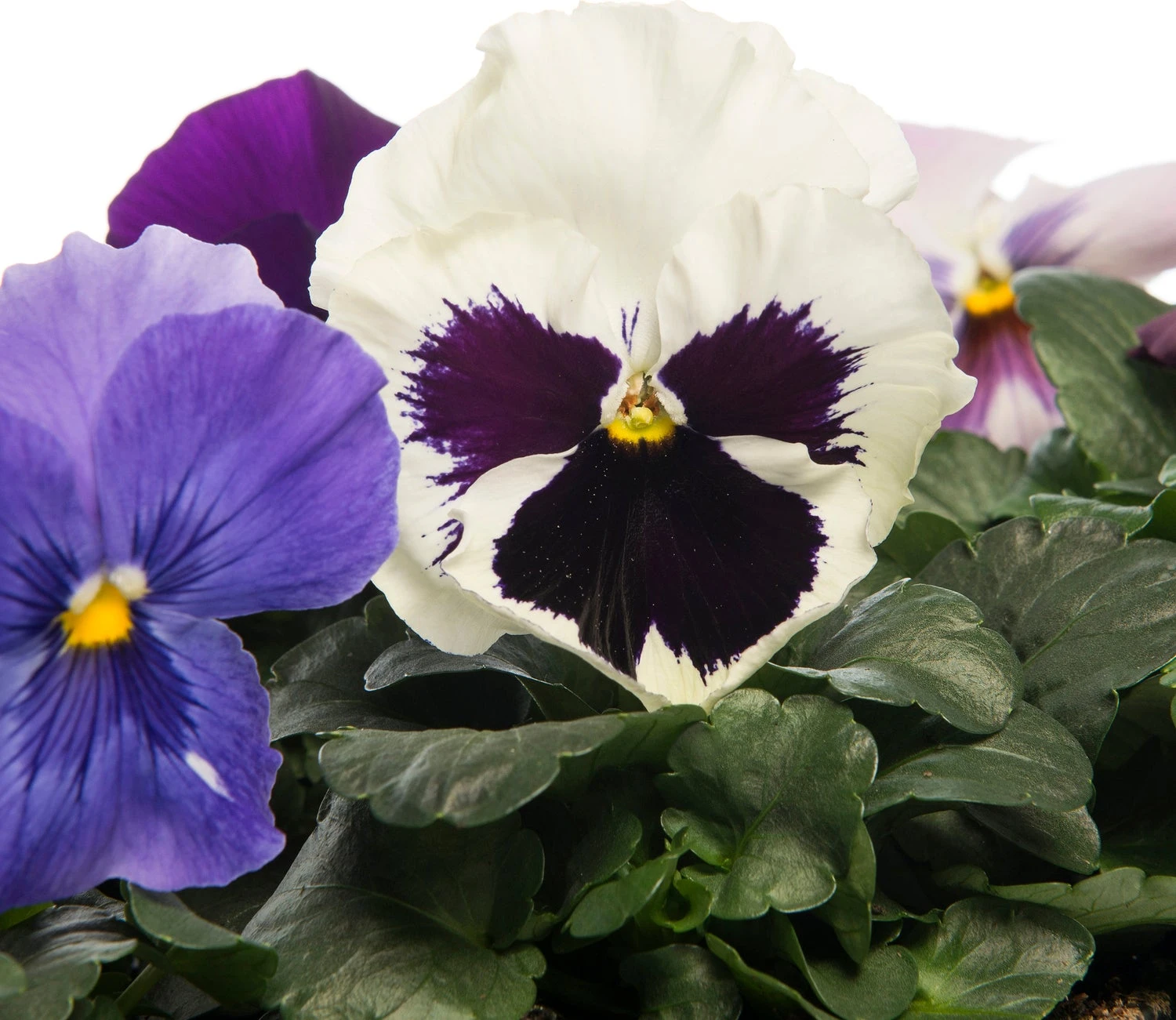 Viooltjes (Viola Cornuta) D 9 Cm 5 Viooltjes (Viola Cornuta) D 9 Cm - Afbeelding 3