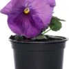 Viooltjes (Viola Cornuta) D 9 Cm -Tuin Planten Winkel 8717191037181 8 1