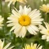 Margriet (Leucanthemum Maxinum 'Broadway Lights') D 11 H 80 Cm 2 Margriet (Leucanthemum Maxinum 'Broadway Lights') D 11 H 80 Cm -Tuin Planten Winkel 8717191091305