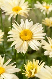 Margriet (Leucanthemum Maxinum 'Broadway Lights') D 11 H 80 Cm 3 Margriet (Leucanthemum Maxinum 'Broadway Lights') D 11 H 80 Cm