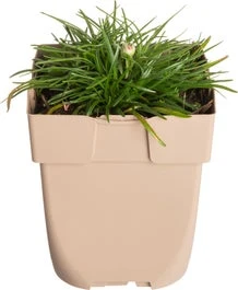 Engels Gras (Armeria Maritima) D 11 H 10 Cm