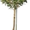 Olijfboom (Olea Europaea) D 18 H 80 Cm -Tuin Planten Winkel 8717191180993 2 1