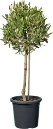 Olijfboom (Olea Europaea) D 18 H 80 Cm