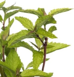 Koninginnekruid (Eupatorium Dubium 'Little Joe') D 11 H 70 Cm -Tuin Planten Winkel 8717191263450 1 1