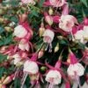 Bellenplant (Fuchsia 'Patio Princess') D 11 H 50 Cm -Tuin Planten Winkel 8717191263474