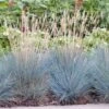 Blauwgras (Festuca Glauca 'Elijah Blue') D 17 H 30 Cm
