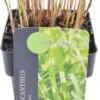 Chinees Riet (Miscanthus Sinensis 'Little Zebra') D 17 H 10 Cm -Tuin Planten Winkel 8717191263955