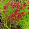 Meisjesogen (Coreopsis Verticillata 'Ruby Red') D 11 H 50 Cm -Tuin Planten Winkel 8717191264082