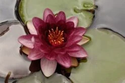 Waterlelie (Nymphaea 'Perry'S Almost Black') D 11 H 30 Cm