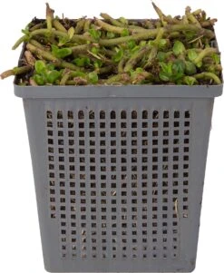 Grote Bacopa (Bacopa Caroliniana) D 11 H 20 Cm -Tuin Planten Winkel 8717191273879 1 1