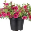 Minipetunia (Calibrachoa) D 13 H 20 Cm
