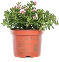 Minipetunia (Calibrachoa) D 17 H 25 Cm