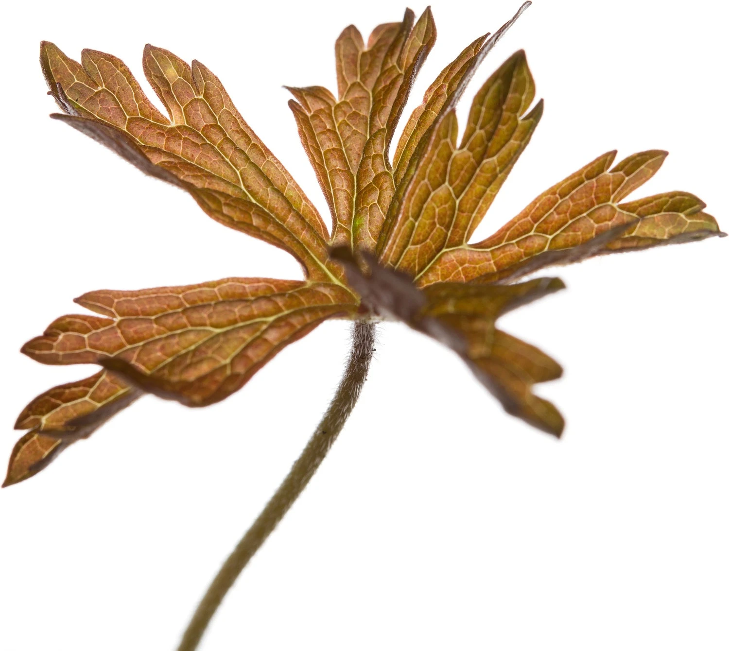 Ooievaarsbek (Geranium Maculatum 'Espresso') D 11 H 10 Cm 4 Ooievaarsbek (Geranium Maculatum 'Espresso') D 11 H 10 Cm - Afbeelding 2