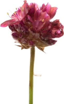 Engels Gras (Armeria Pseudarmeria 'Ballerina Red') D 11 H 10 Cm -Tuin Planten Winkel 8717191402897 2 1