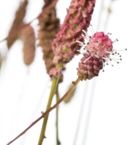 Pimpernel (Sanguisorba Officinalis 'Pink Tanna') D 11 H 10 Cm -Tuin Planten Winkel 8717191403283 2 1