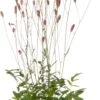 Pimpernel (Sanguisorba Officinalis 'Pink Tanna') D 11 H 10 Cm -Tuin Planten Winkel 8717191403283 3 1