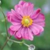 Herfstanemoon (Anemone Hybride 'Margarete') D 23 Cm -Tuin Planten Winkel 8717191409223