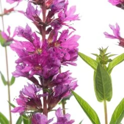 Grote Kattenstaart (Lythrum Salicaria 'Robin') D 11 H 50 Cm -Tuin Planten Winkel 8717191504898 1 1