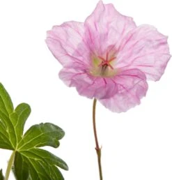 Ooievaarsbek (Geranium 'Azure Rush') D 11 H 10 Cm -Tuin Planten Winkel 8717191507325 2