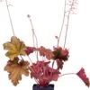 Purperklokje (Heuchera 'Fire Chief') D 11 H 10 Cm -Tuin Planten Winkel 8717191507608