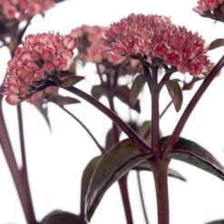 Vetkruid (Sedum 'Karfunkelstein') D 11 H 60 Cm -Tuin Planten Winkel 8717191507912 1 1