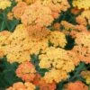 Duizendblad (Achillea Millefolium 'Terracotta') D 9 H 10 Cm