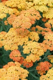 Duizendblad (Achillea Millefolium 'Terracotta') D 9 H 10 Cm