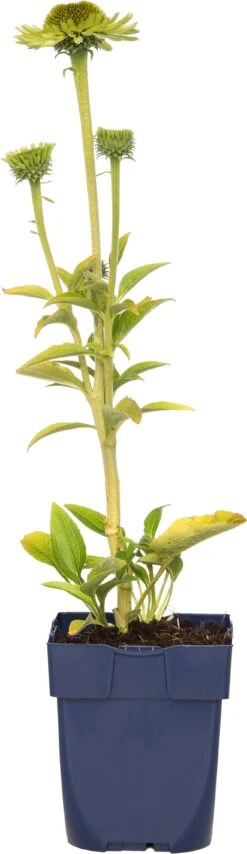 Zonnehoed (Echinacea Purpurea 'Green Jewel') D 11 H 10 Cm