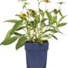 Zonnehoed (Rudbeckia Fulgida 'Little Goldstar') D 11 H 10 Cm -Tuin Planten Winkel 8717191509497